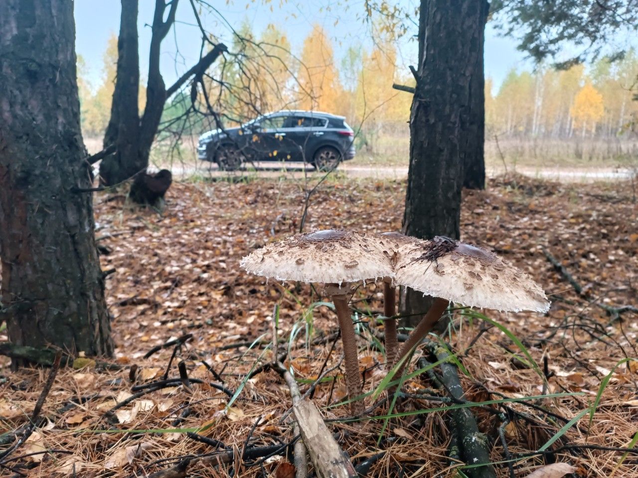 Kia Sportage: фото владельца