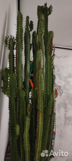 Молочай трехгранный, Euphorbia trigona, эуфорбия