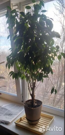 Фикус бенджамина большой