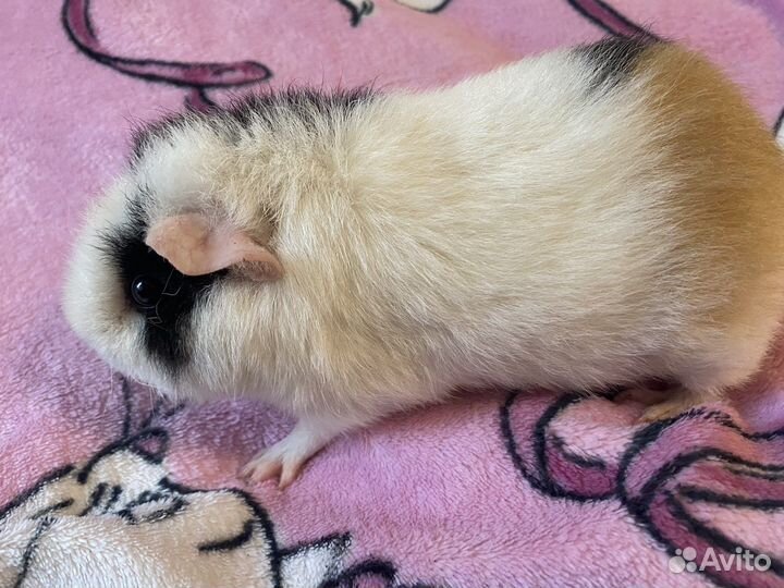 Морские свинки девочки + большая клетка