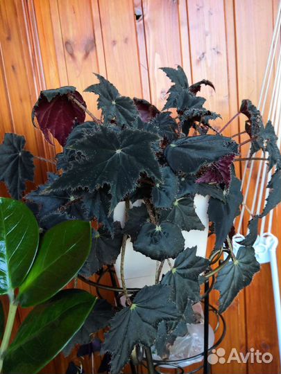 Бегония Клеопатра