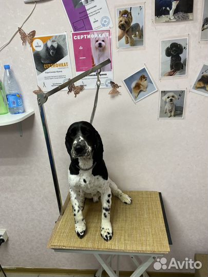 Вязка. Кобель, русский охотничий спаниель