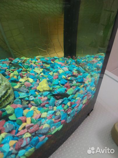 Сомики анциструсы