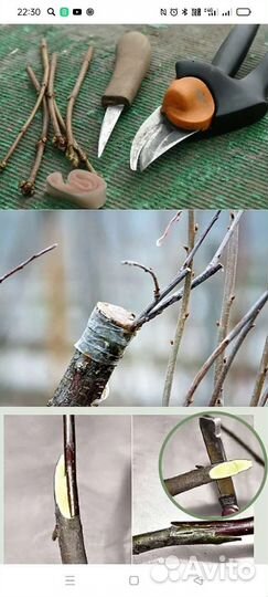 Окулировка,прививка