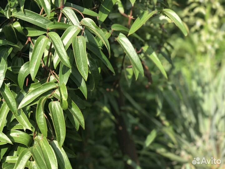 Вечно зелёный Клематис Арманда(armandi)