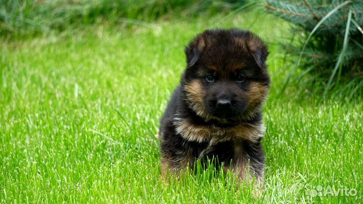 Шикарные щенки немецкой овчарки из плем.питомника