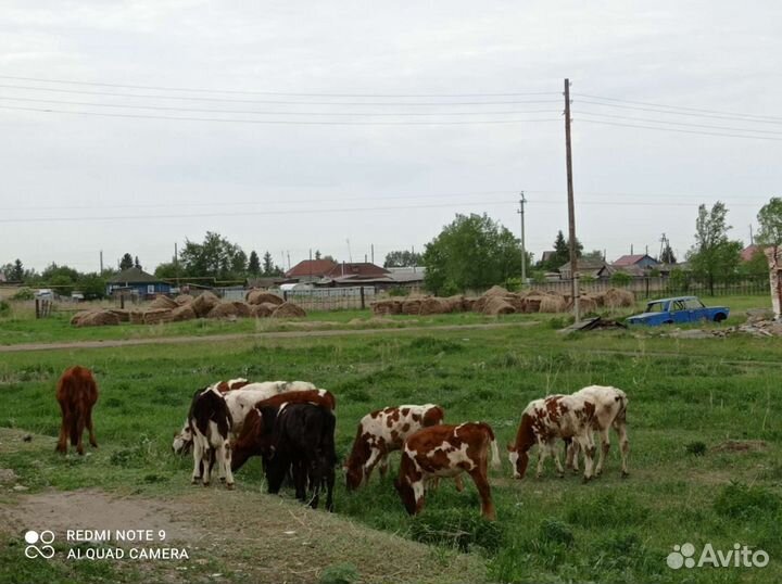 Обмен, Телята на баранов или сено
