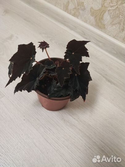 Бегония декоративно лиственная