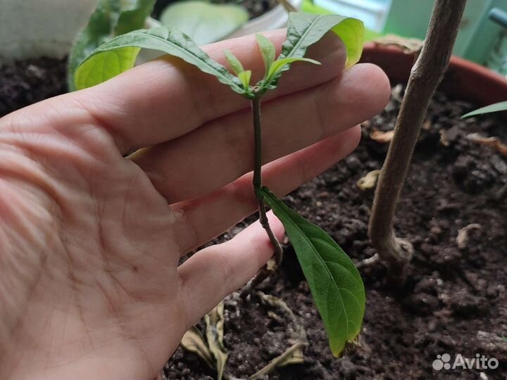 Пахистахис