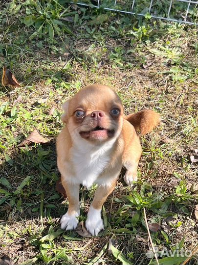 Чихуахуа мальчик