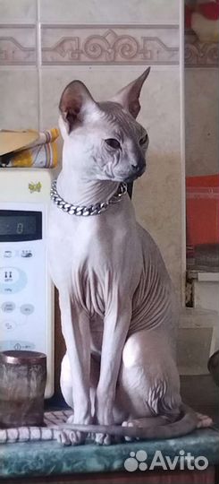 Донской сфинкс вязка