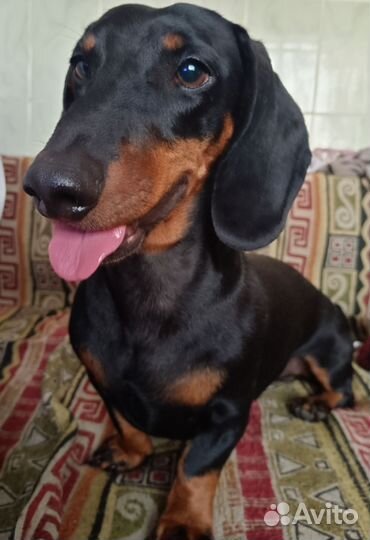 Такса кобель вязка