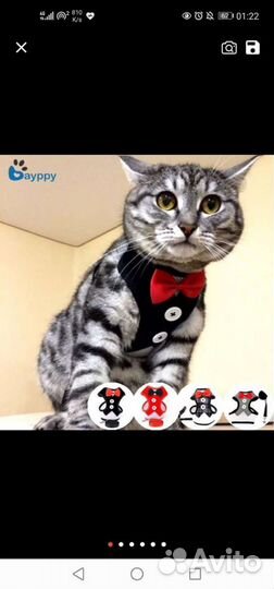Шлейка для кошки