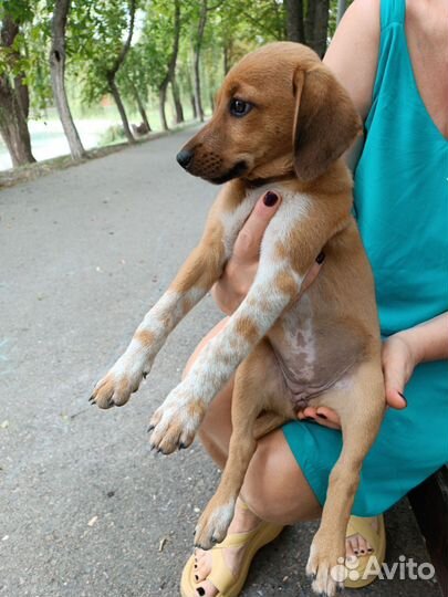 Щенок