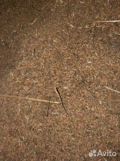 Зерновые отходы