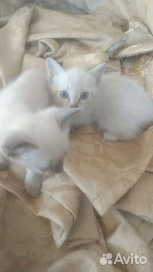 Котенка в добрые руки