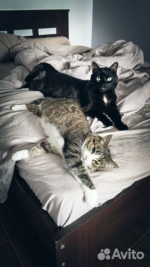 Котоняня, сиделка для кота, кетситтер