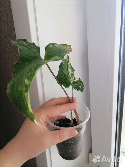 Сингониум imperial White