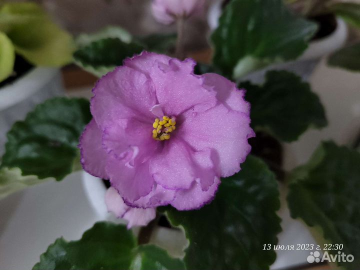 Листики фиалки