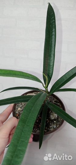 Фикус Али 2 шт в горшке 0.75 л