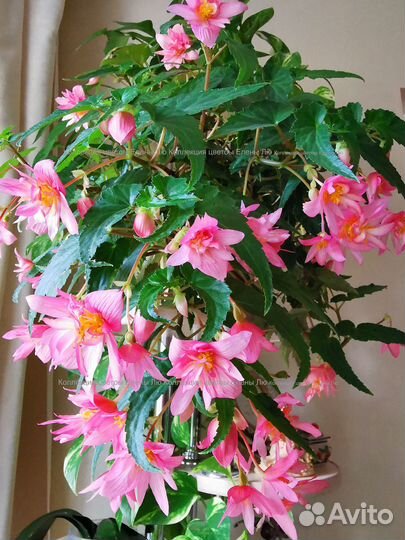 Бегония ампельная корневая