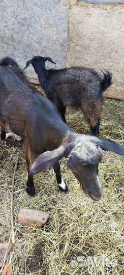 Дойная коза и покрытые козы