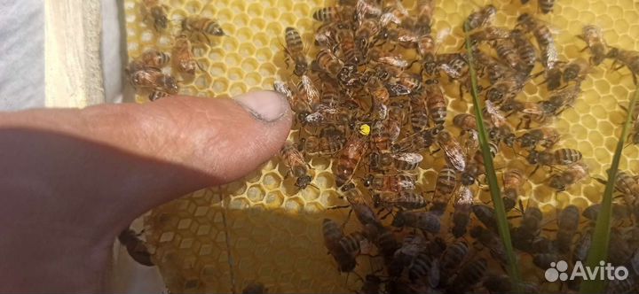 Матки плодные