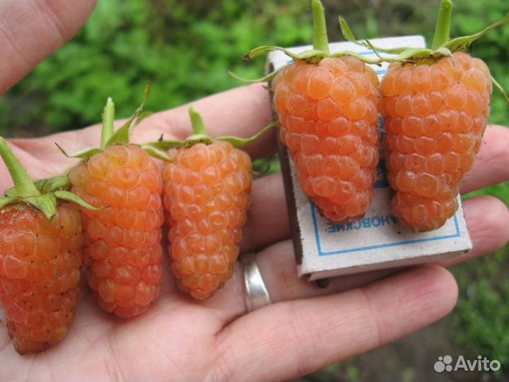 Саженцы малины ремонтантной