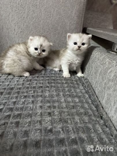 Продам кошечку