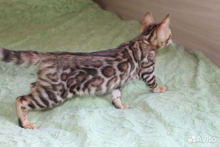 Бенгальская