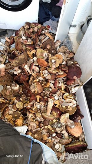 Грибы и ягоды. Возможна доставка