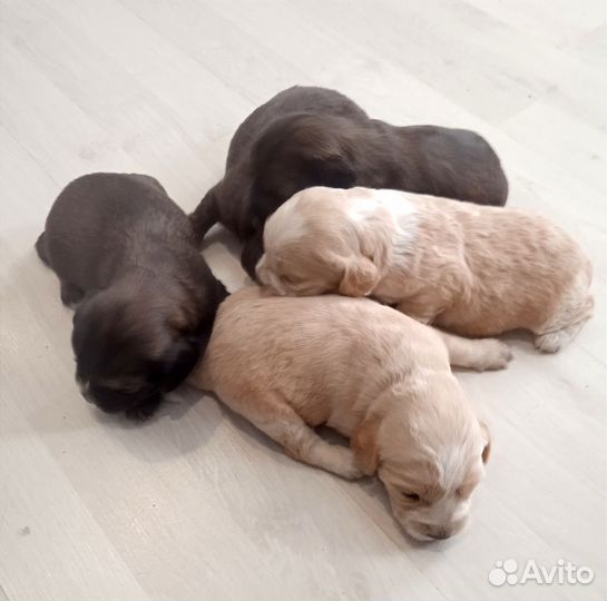 Английский кокер спаниель