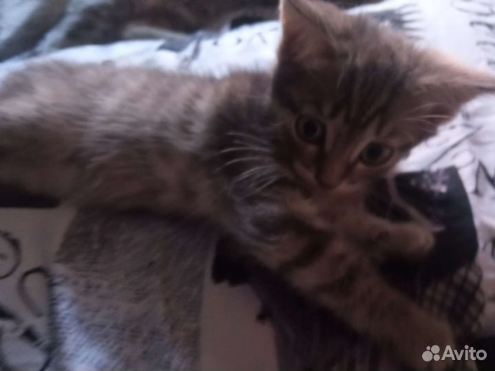 Британский котик