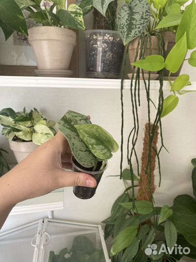 Комнатные растения. Все по 150