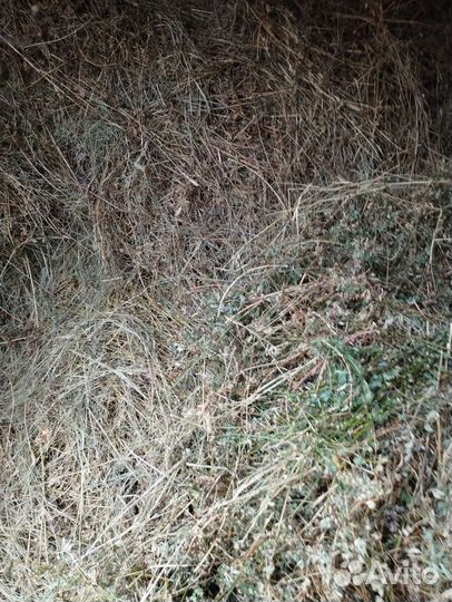 Козы разные