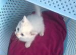 Белый котенок с голубыми глазами в добрые руки