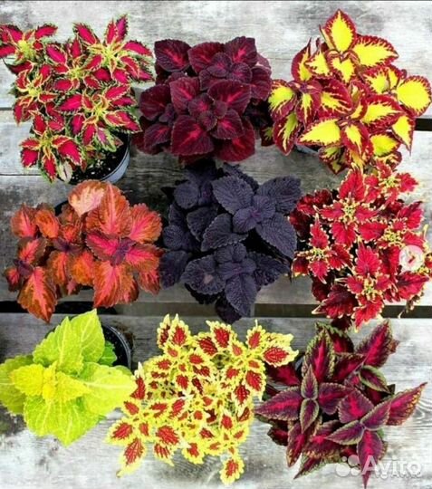 Семена ярких колеусов