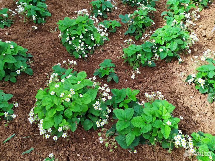 Рассада земляники