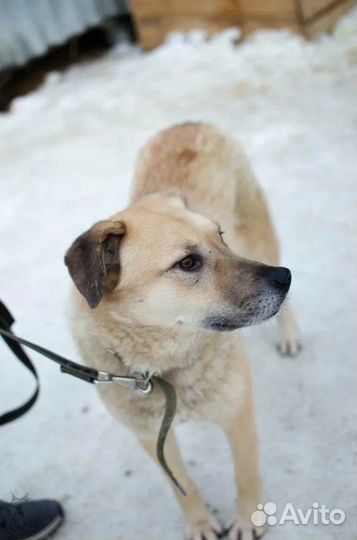 Пёс Рэд ищет дом