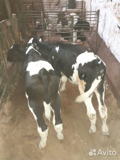 Телята бычки