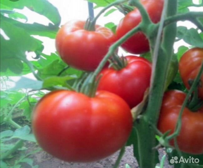 Рассада томатов весна 2024