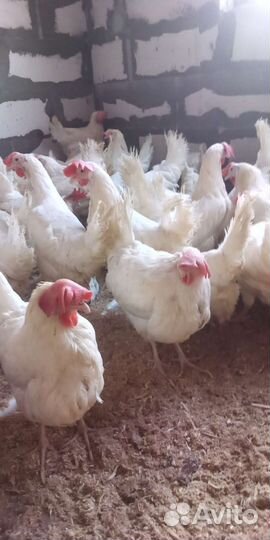 Куры несушки