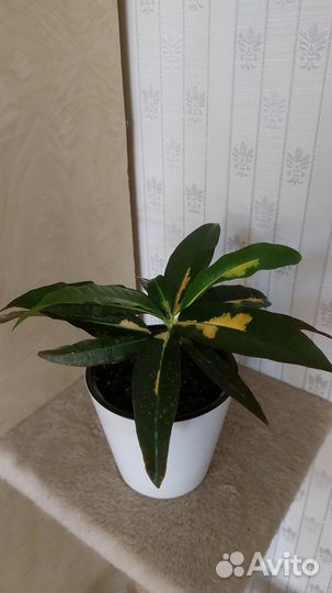 Кротон мадам Батерфляй