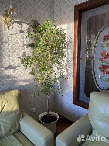 Фикус бенджамина