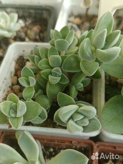 Суккуленты