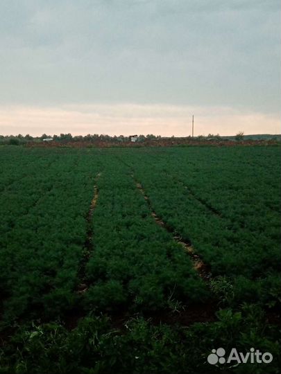 Укроп, кинза, петрушка и зелёный лук. Цена догавор