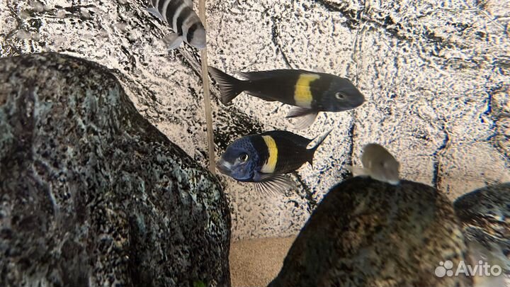 Трофеус, малек