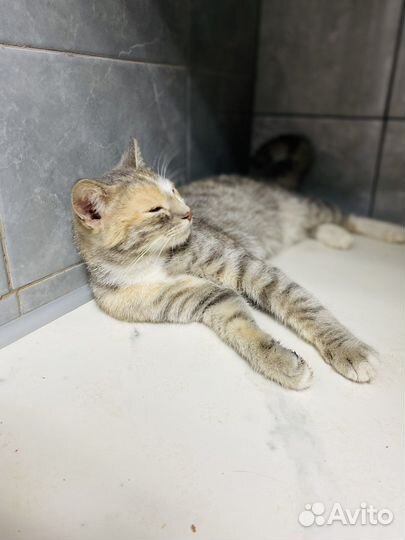 Кошка в дар