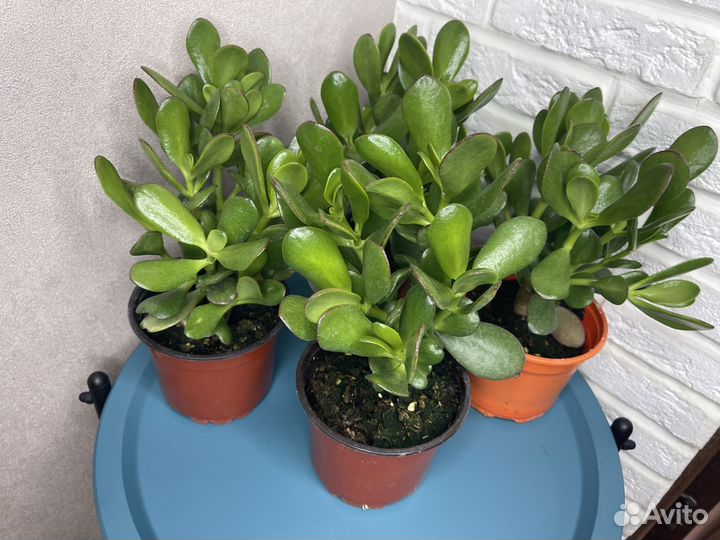Толстянка красула денежное дерево комнатные цветы