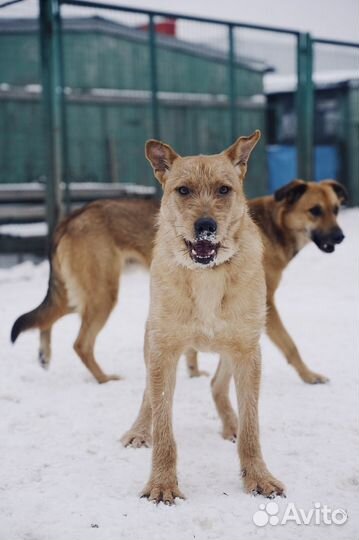 Чак из Кожуховского приюта